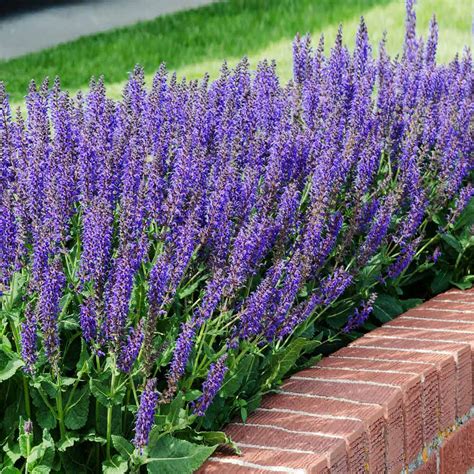 may night silvia|may night salvia for sale.